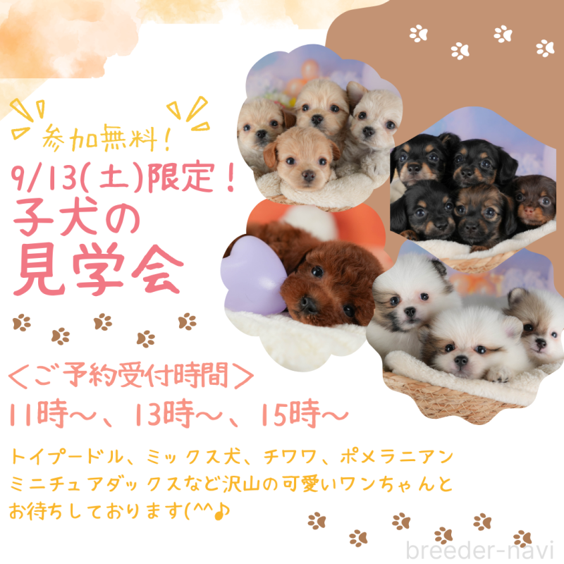 販売中の栃木県のポメプー:ポメラニアン×トイプードル-401310の3枚目